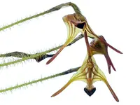 Porroglossum muscosum short cauds