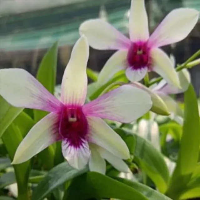 Dendrobium Ceasar White x Ceasar Warawan (Dendrobium)