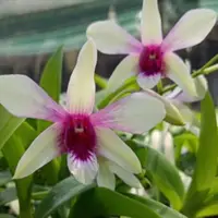 Dendrobium Orchid Plant (Ceasar White x Ceasar Warawan) #177 - Seedling