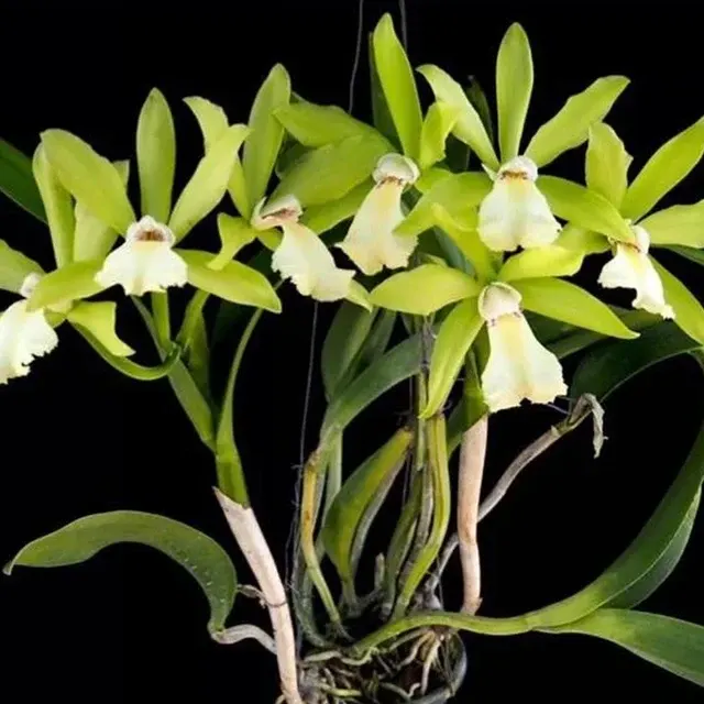 Cattleya Rby. Suwan Superbug 'Netrasiri Beauty'