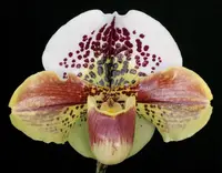 Paphiopedilum Kinzua 'Buffo' AM/AOS x Suzie Del 'Ten'