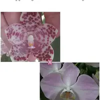 Phal. gigantea 'Jumbo Andrew' × sanderiana 'Jumbo', Mature Size, FREE Shipping