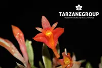 DENDROBIUM SUBACAULE MINI MINIATURE ORCHID MOUNTED
