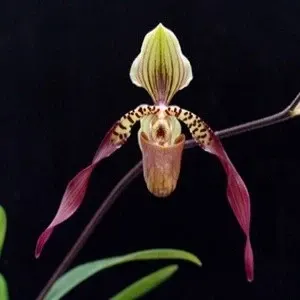 Paphiopedilum Berenice (Paphiopedilum)