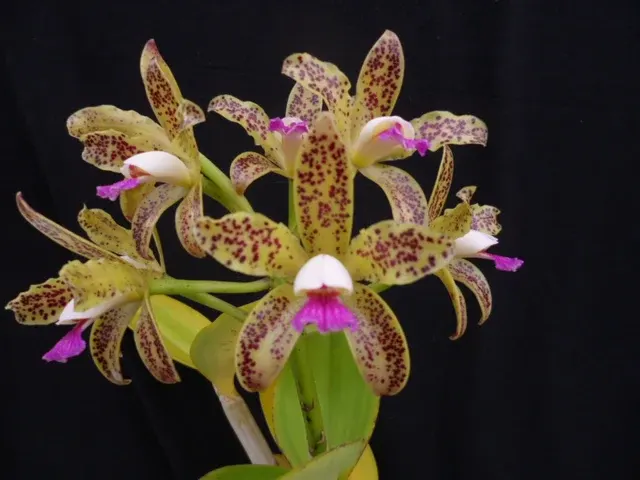 Cattleya guttata (Cattleya)