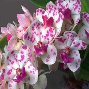 Rhyncostylis gigantea kra (Rhynchostylis)