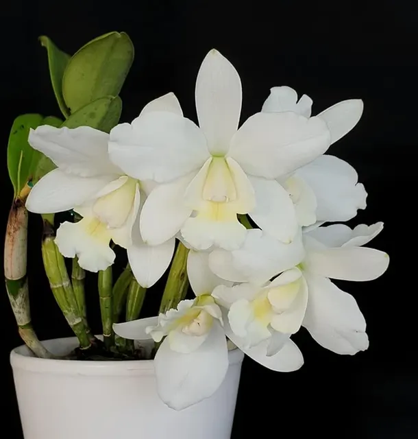 Cattlianthe White Bridal 'Yuki'
