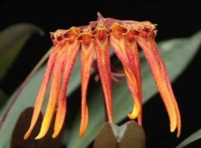Bulbophyllum farreri