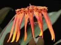 Bulbophyllum farreri