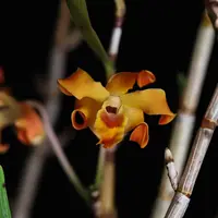 Dendrobium fanjingshanense