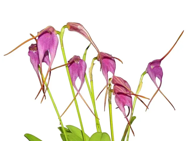 Masdevallia Andrea Kee (Masdevallia)