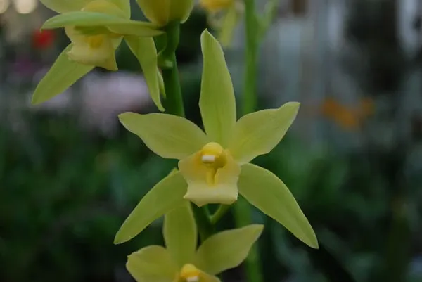 Cymbidium MAUREEN CARTER