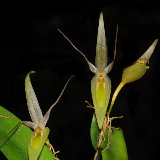 Pleurothallis saueri (Pleurothallis)
