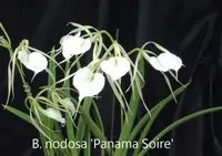 B. nodosa 'Panama Soire' AM/CCM/AOS (MBNP) (Brassavola - - nodosa ) B.=Brassavola