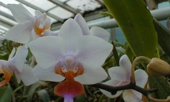 Phalaenopsis amabilis × equestris