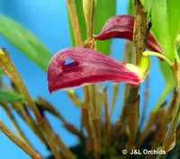 Zootrophion atropurpurea