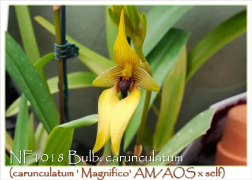 Bulbophyllum carunculatum 'Note: Husky Plant, Limited.'