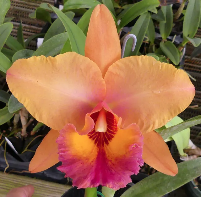 Brassolaeliocattleya Robert Ferguson 'Rainbow Sherbert' (Brassolaeliocattleya)