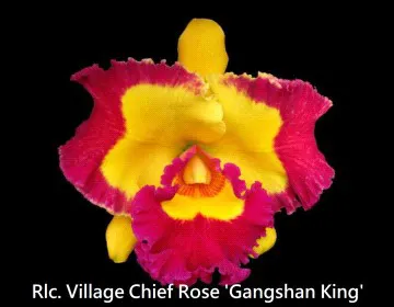 Rhyncholaeliocattleya Village Chief Rose 'Gangshan King' (Rhyncholaeliocattleya)