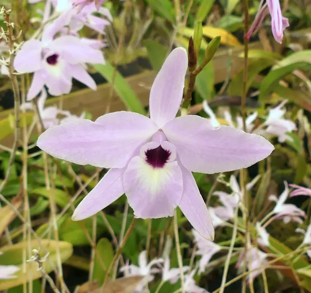 Laelia rubescens 'Joe' (Laelia)