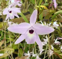 L. rubescens 'Joe'