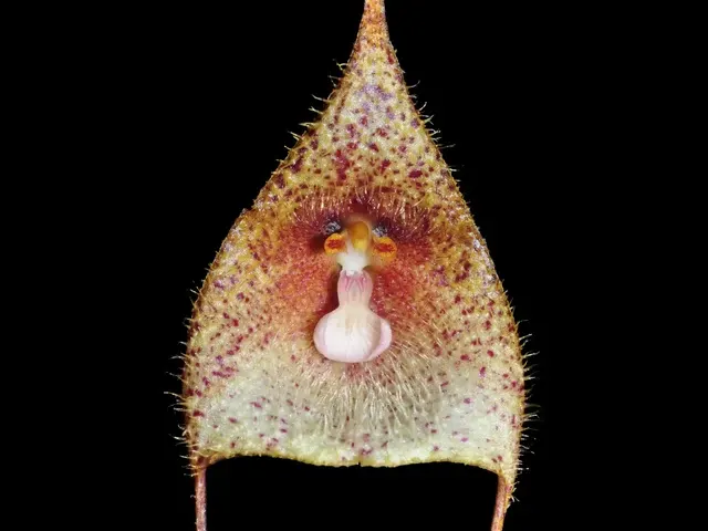 Dracula janetiae (Dracula)