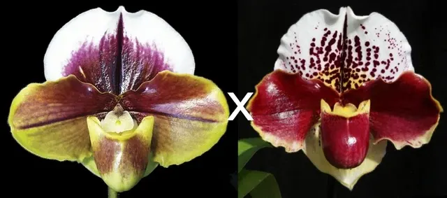 Paphiopedilum King Frank X Jenna Marie AM/AOS, S/19WOC 'Papa Aroha' (Paphiopedilum)