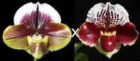 Paphiopedilum King Frank 'Papa Aroha' x Jenna Marie 'Sparkle' AM/AOS, S/19WOC