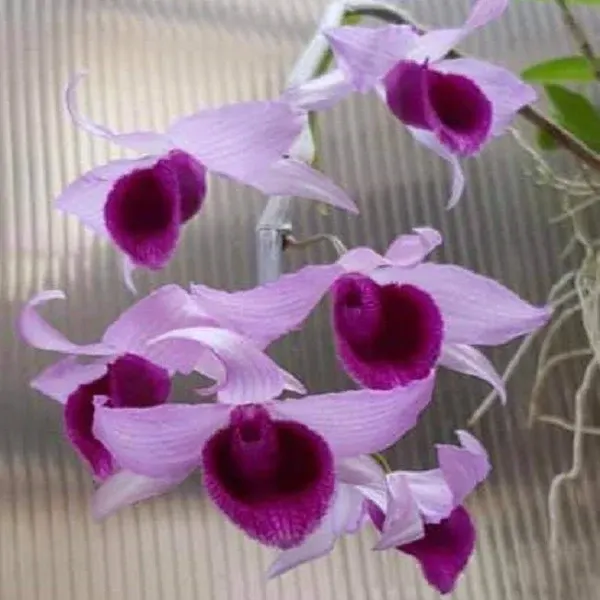 Dendrobium Super Nestor 'Select' (Dendrobium)