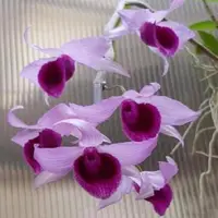 Dendrobium Super Nestor 'Select' (Nestor X anosmum)