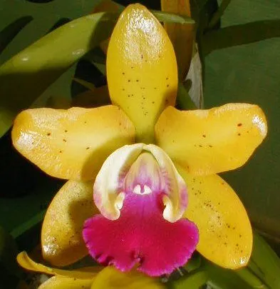 Laeliocattleya LUKE TOON
