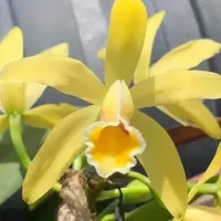 Cattleya luteola × sib 2.5"