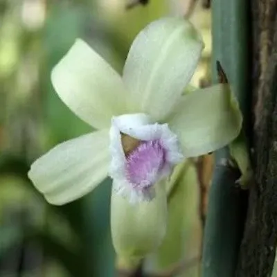 Vanilla aphyllum (Vanilla)