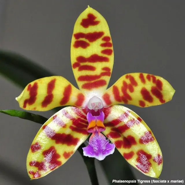 Phalaenopsis Tigress