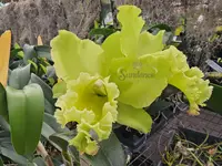 Rlc. Sung Ya Green ‘Mailman’ (4″ pot)