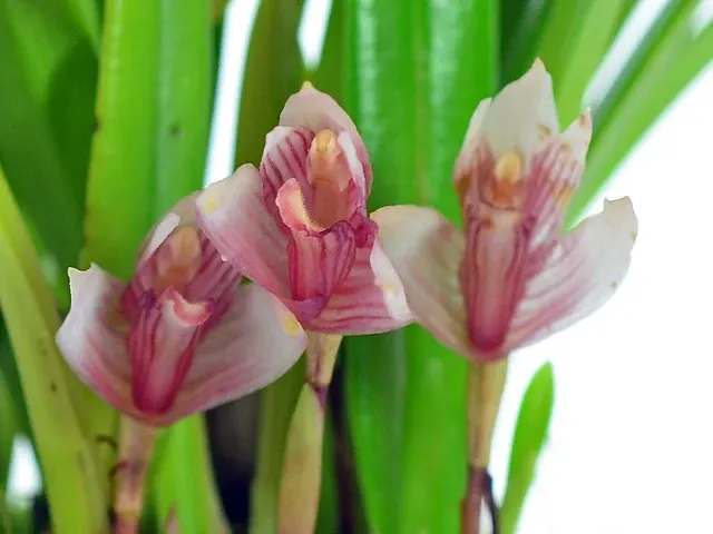 Maxillaria brachybulbon (Maxillaria)