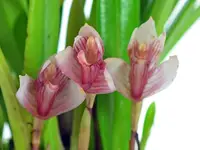 Maxillaria brachybulbon