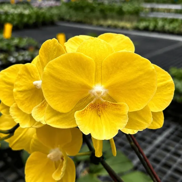 Phalaenopsis Younghome Lemon Yellow - Big Lip