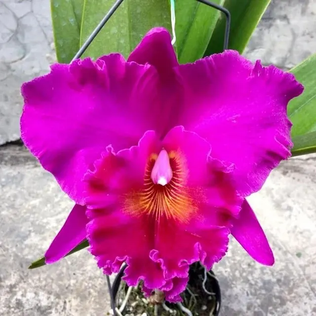 Rhyncholaeliocattleya Cornerstone