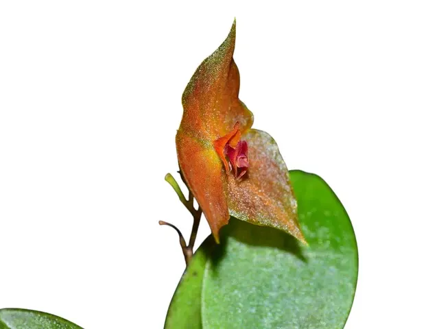 Lepanthes Miva (Lepanthes)