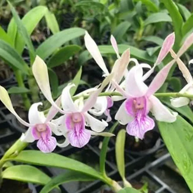 Dendrobium Rabbit '白兔羊羊'