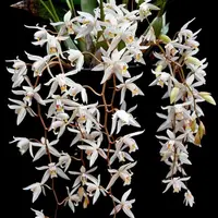 Coelogyne Flaccida