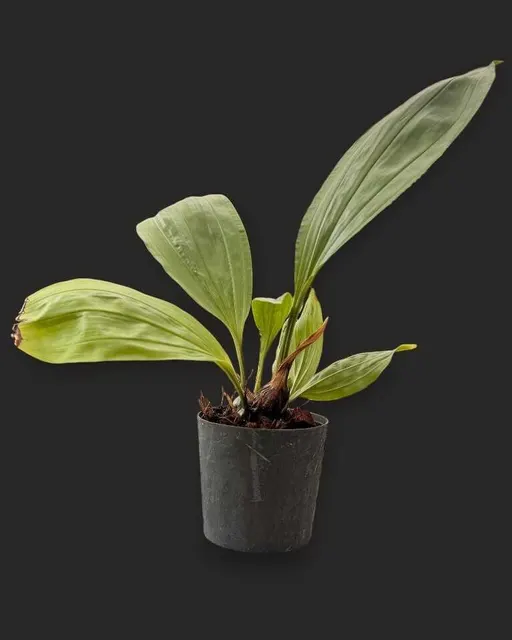 Stanhopea tricornis (Stanhopea)
