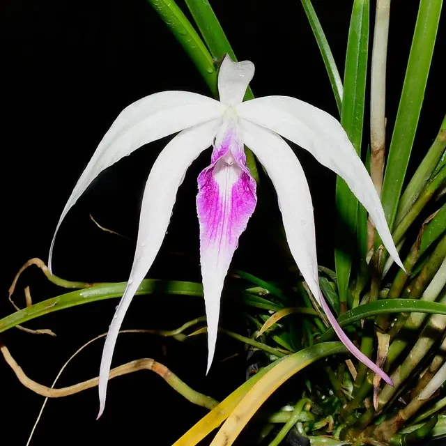 Brassocattleya Ivan Portilla F. Purple (Brassocattleya)