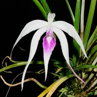 Brassocattleya Ivan Portilla f. purple