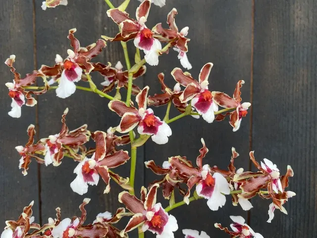 Oncidium Pacific Pagan 'Kilauea' (Oncidium)