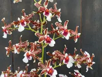 Oncidium (Onc.) Pacific Pagan 'Kilauea' — In Bud/Spike