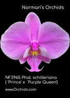 Phal. schilleriana (" Prince ' x " Purple Queen' )