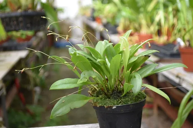 Pleurothallis cuneifolia