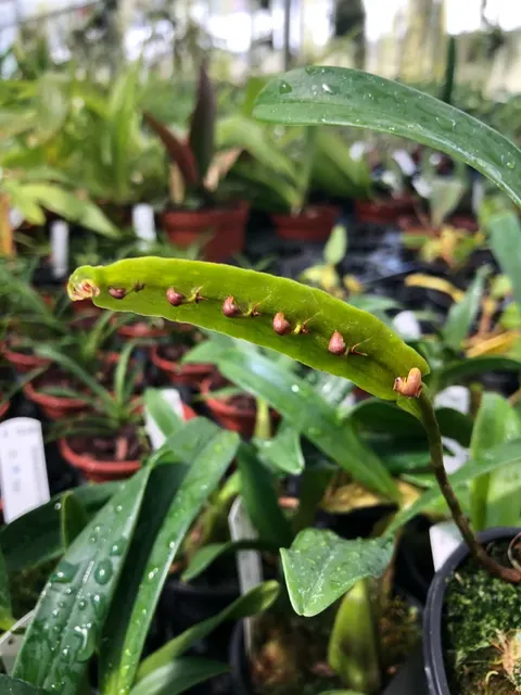 Bulbophyllum falcatum 'kewense'